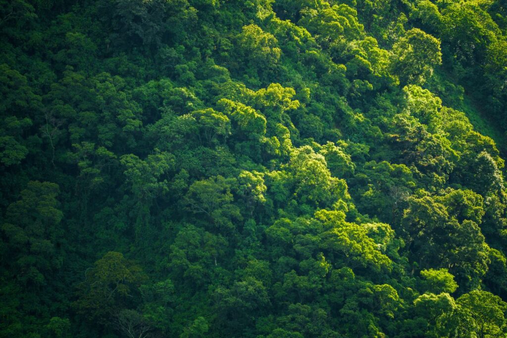 Forest canopy representing the environmental context of ESG measurement and advisory work