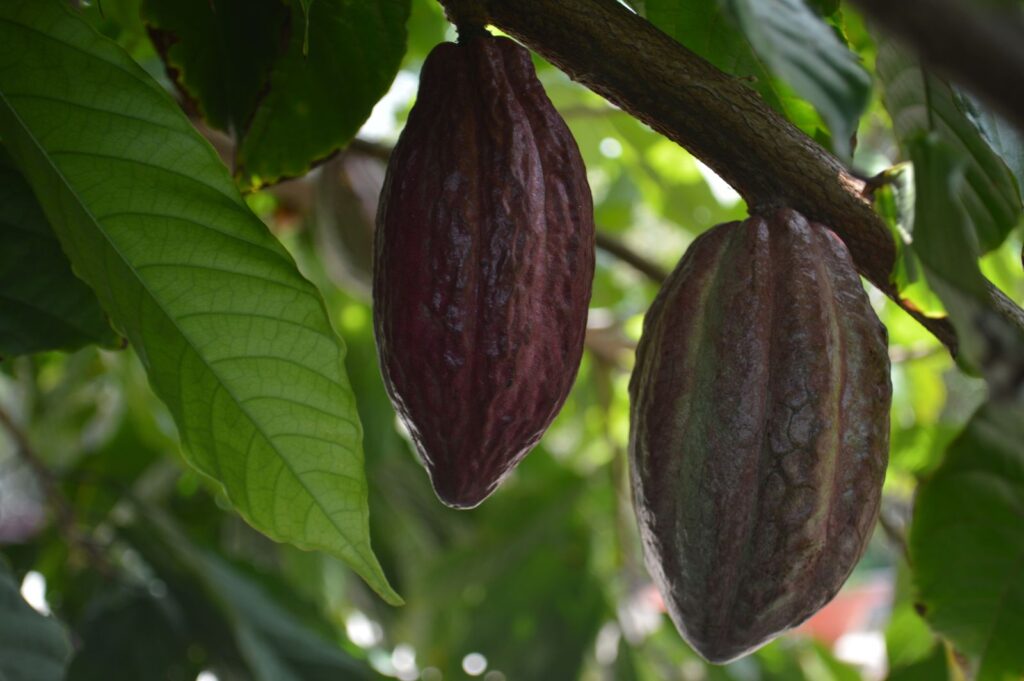 Ripe cacao pods on the tree, representative of the crop underlying the investment opportunity
